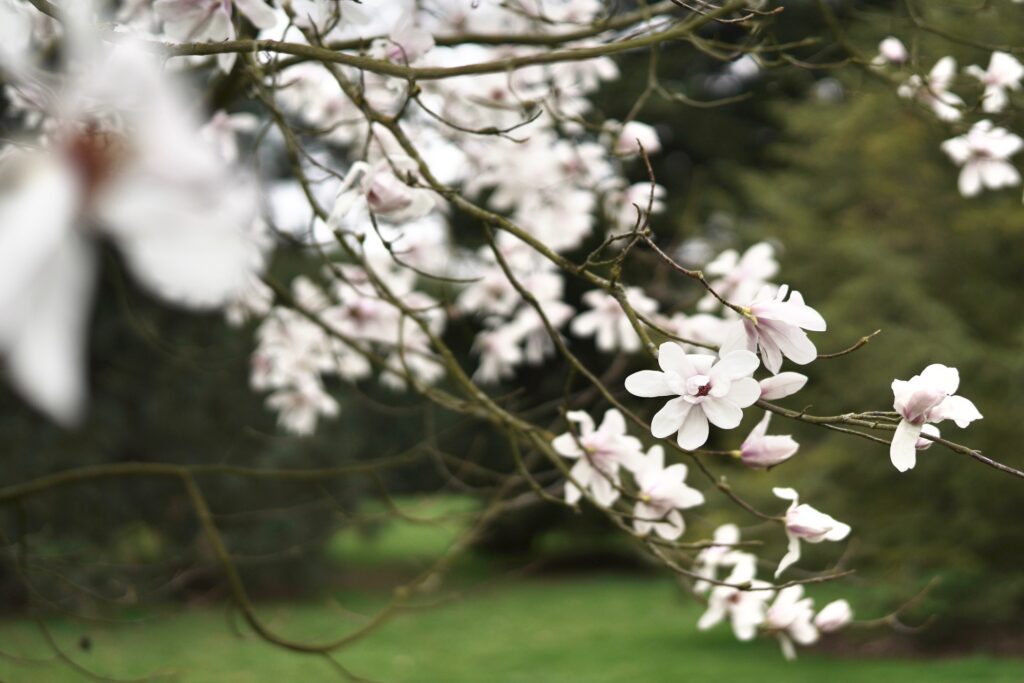 花の咲く季節 イギリスで見られる春のお花 5選 ロンドン駐妻おすすめ とらママlife