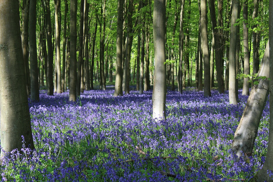 ロンドン近郊 絶景ブルーベルの森 5選 春の訪れ 青色のカーペットを見に行こう とらママlife